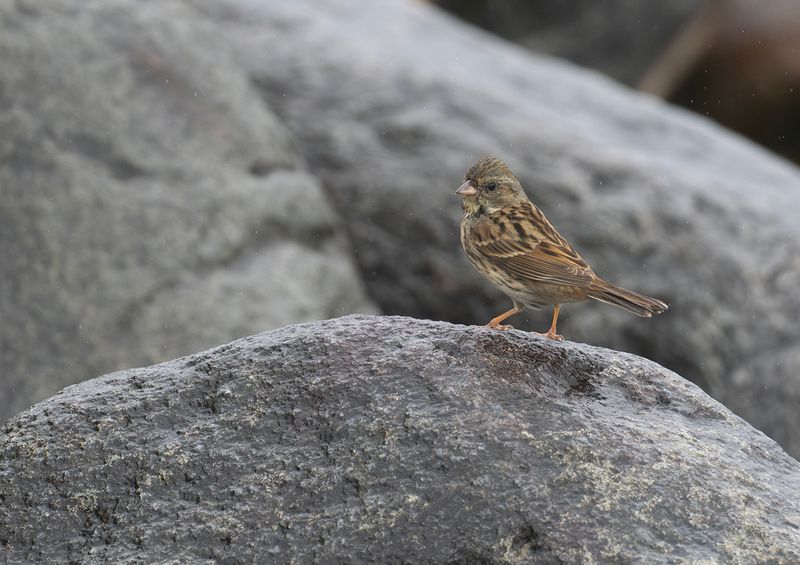 Grhuvad sparv - Black-faced bunting.jpg
