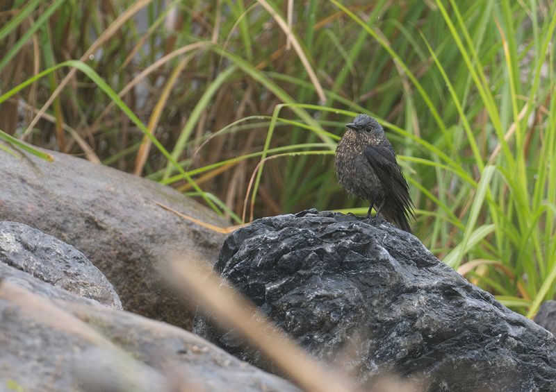 Bltrast : Blue Rock Thrush.jpg