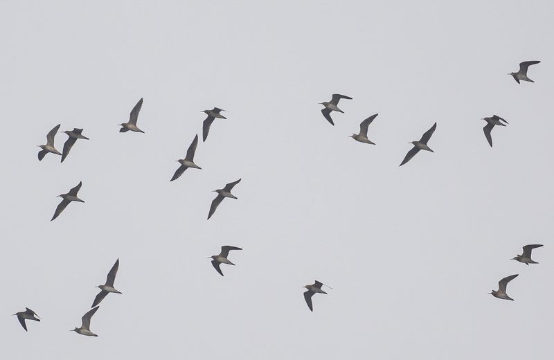 Dvrgspov : Little Curlew.jpg