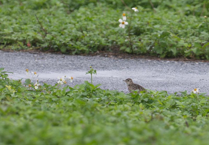 Mindre snglrka - Oriental skylark.jpg