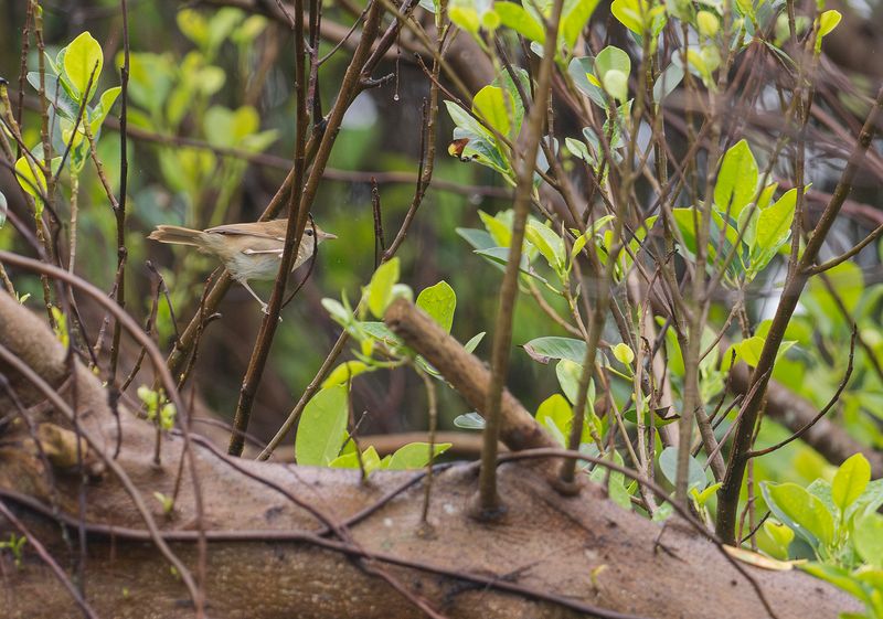 Gulahavscettia - Manchurian bush warbler.jpg