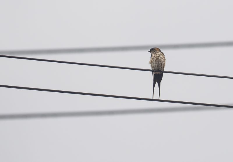 tempelsvala -Eastern Red-rumped Swallow.jpg