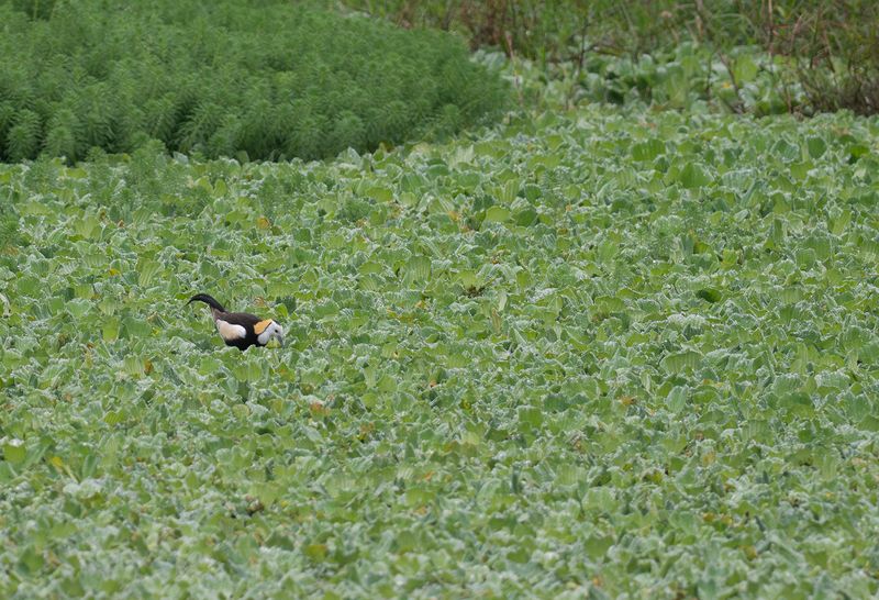 Fasanjassana - Pheasant-tailed jacana.jpg