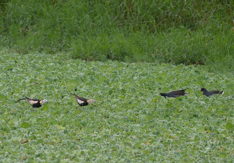 Fasanjassana 2 - Pheasant-tailed jacana.jpg