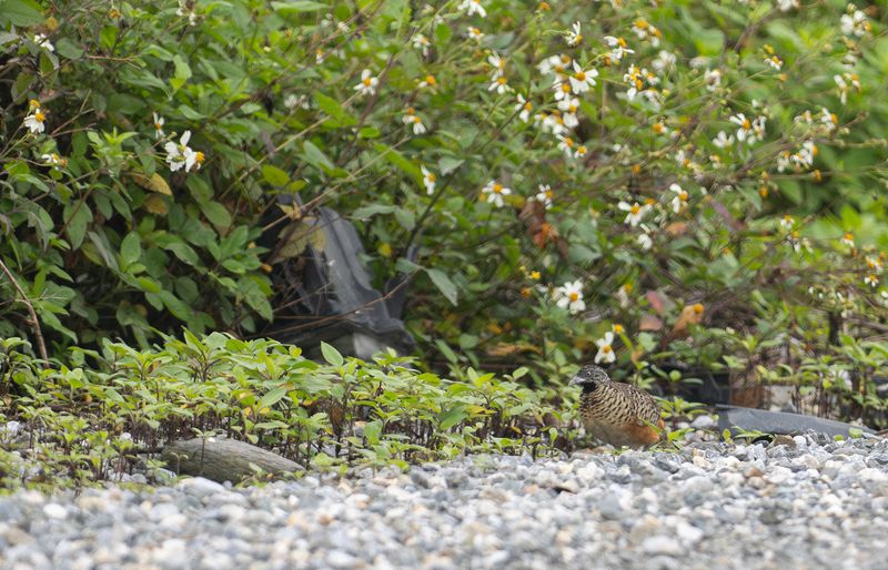 Bandad springhna - Barred buttonquail : rostratus.jpg