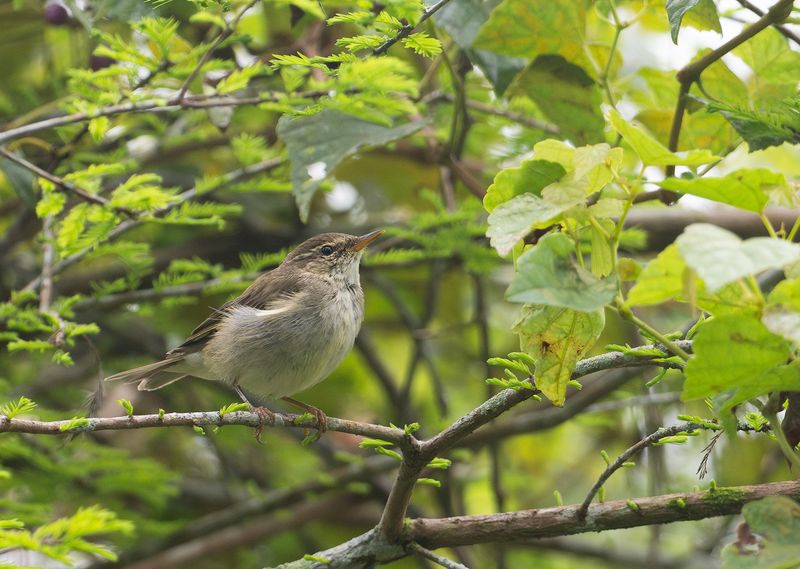 Nordsngare - Arctic Warbler.jpg