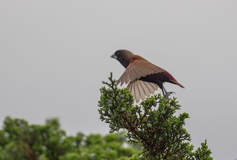 Svarthuvad munia - chestnut munia.jpg