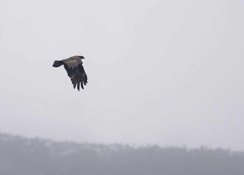 Svartrn - Black Eagle.jpg