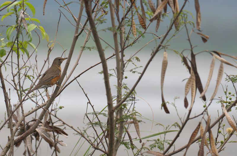 Brunhuvad trast - Brown-headed thrush.jpg