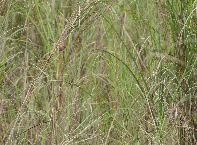 Rosenpapegojnbb - Vinous-throated parrotbill.jpg