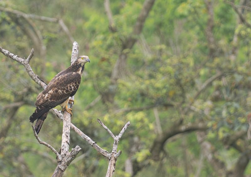 Tofsbivrk - Crested honey buzzard.jpg