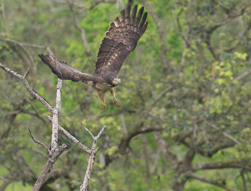 Tofsbivrk 3- Crested honey buzzard.jpg