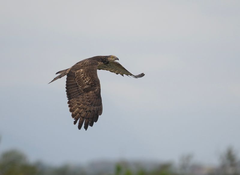 Tofsbivrk 4- Crested honey buzzard.jpg