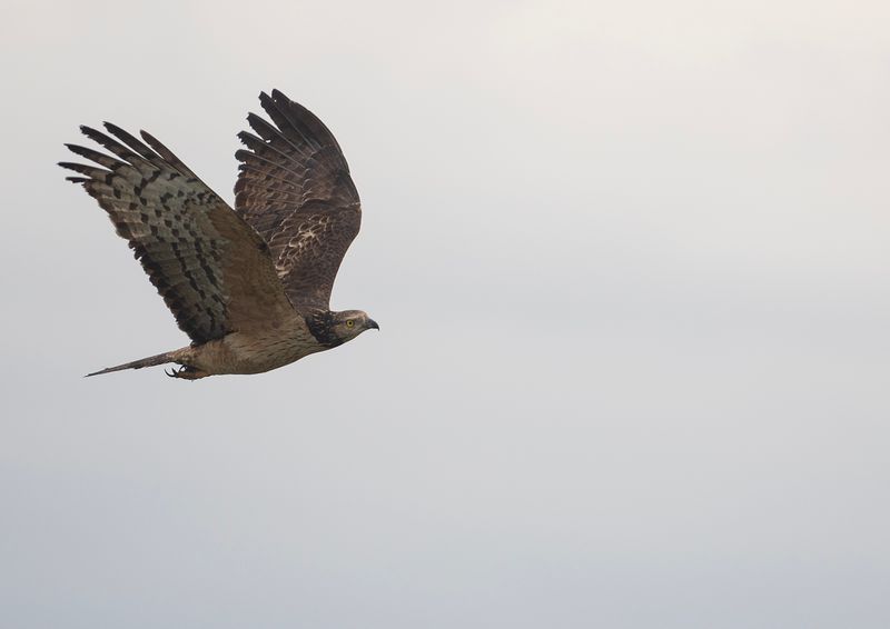 Tofsbivrk 5- Crested honey buzzard.jpg