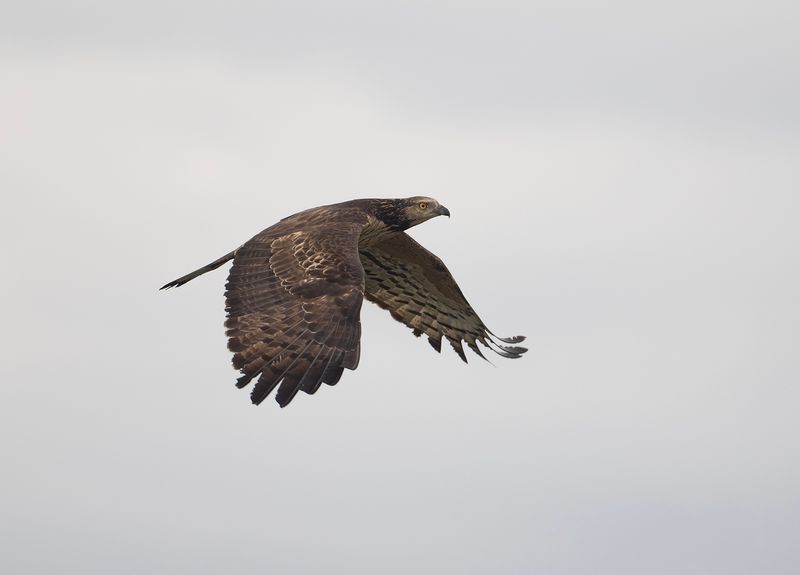 Tofsbivrk 6- Crested honey buzzard.jpg