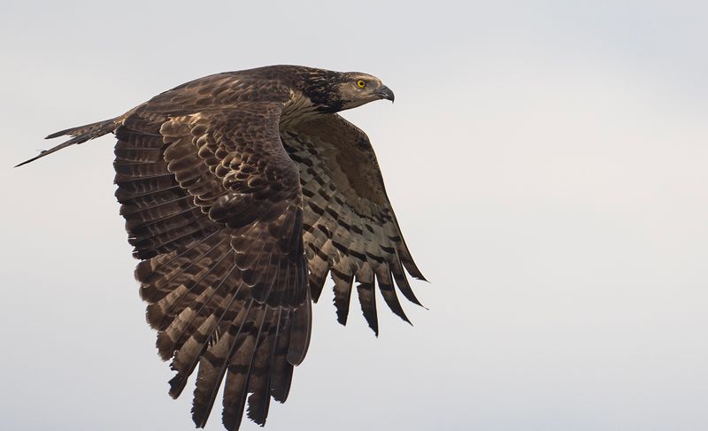 Tofsbivrk 7- Crested honey buzzard.jpg