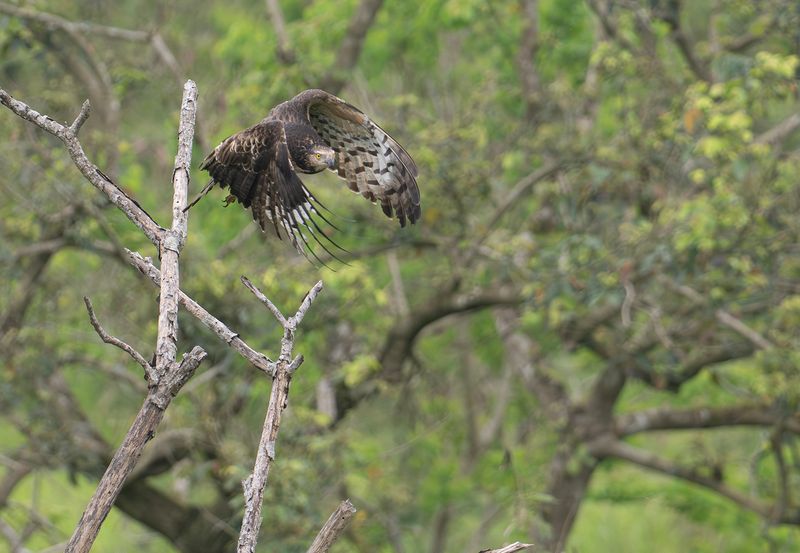 Tofsbivrk 2- Crested honey buzzard.jpg