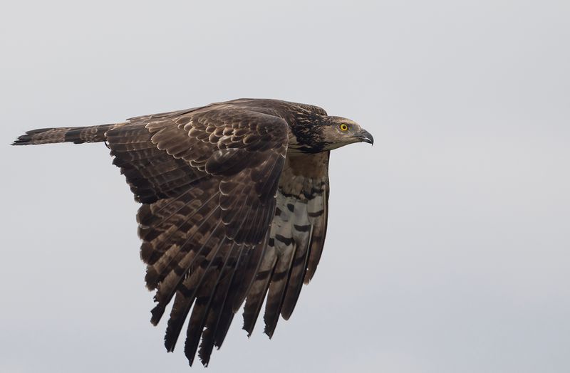 Tofsbivrk 9- Crested honey buzzard.jpg