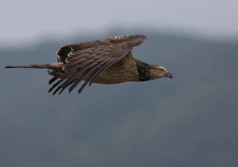 Tofsbivrk 11- Crested honey buzzard.jpg