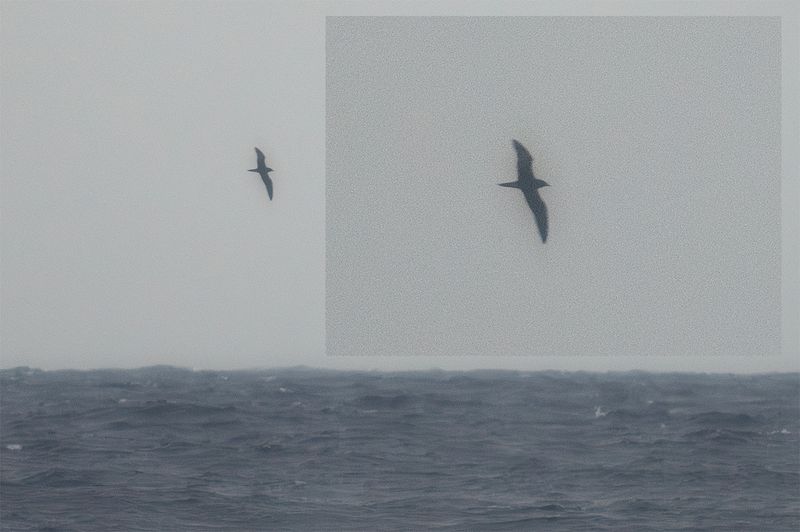 Kilstjrtslira - Wedge-tailed shearwater