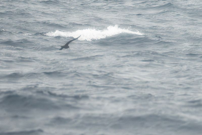Ljusfotad lira - Flesh-footed shearwater