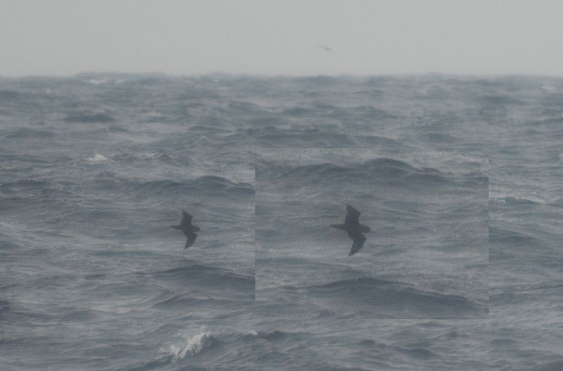 Ljusfotad lira - Flesh-footed shearwater