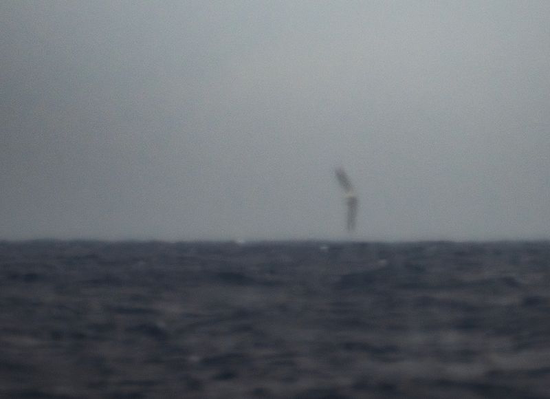 Wedge-tailed shearwater ? 