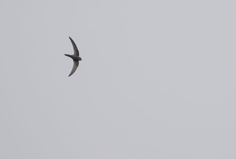 orientseglare - pacific swift.jpg