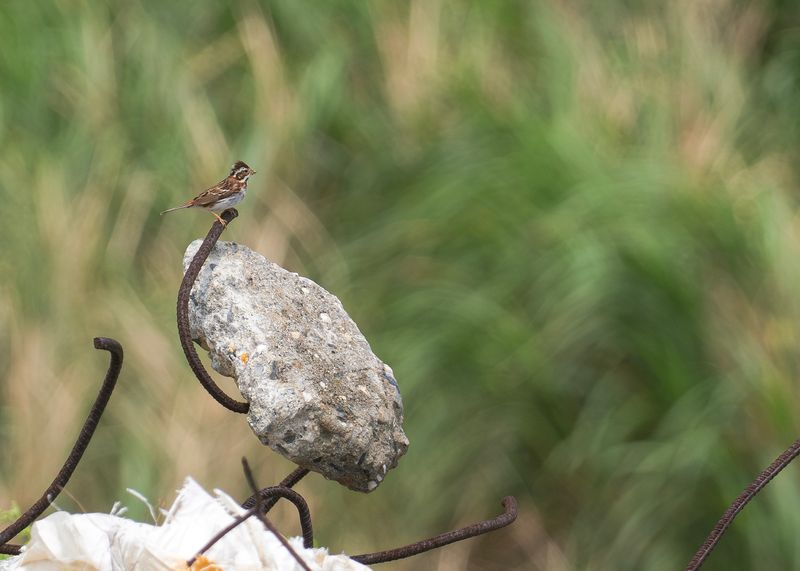 videsparv - Rustic Bunting.jpg