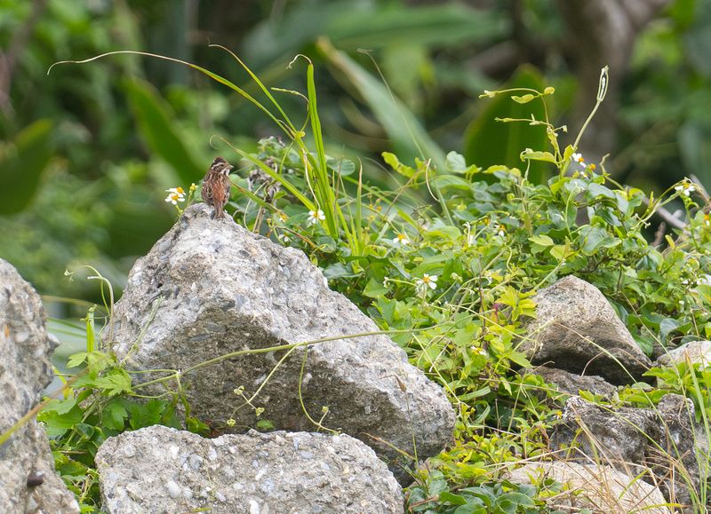 videsparv 2 - Rustic Bunting.jpg