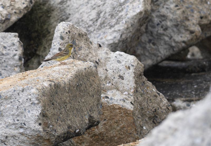 Svavelsparv - Yellow Bunting.jpg