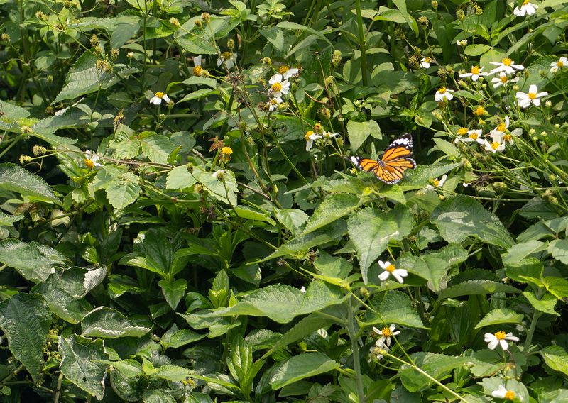 Common Tiger butterfly - Danaus genutia