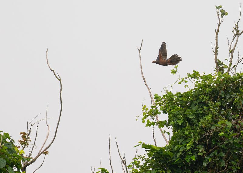 Filippingkduva - Philippine cuckoo-dove.jpg