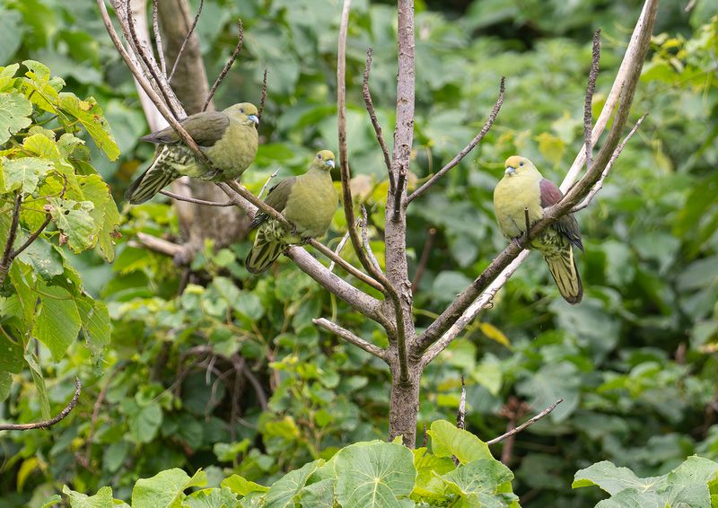 Taiwangrnduva - Taiwan green pigeon.jpg