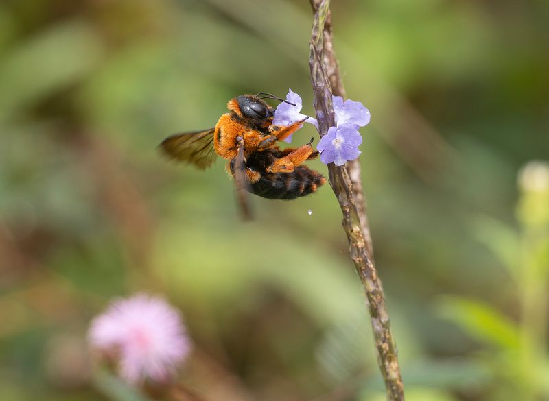 Red-headed Carpenter - Xylocopa ruficeps