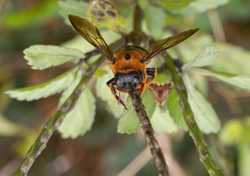 Red-headed Carpenter - Xylocopa ruficeps