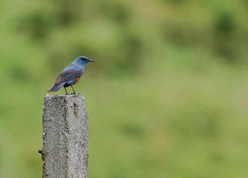 Bltrast - Blue Rock-Thrush -philippensis.jpg