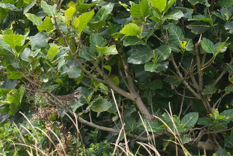 Bruntrast : Dusky Thrush .jpg