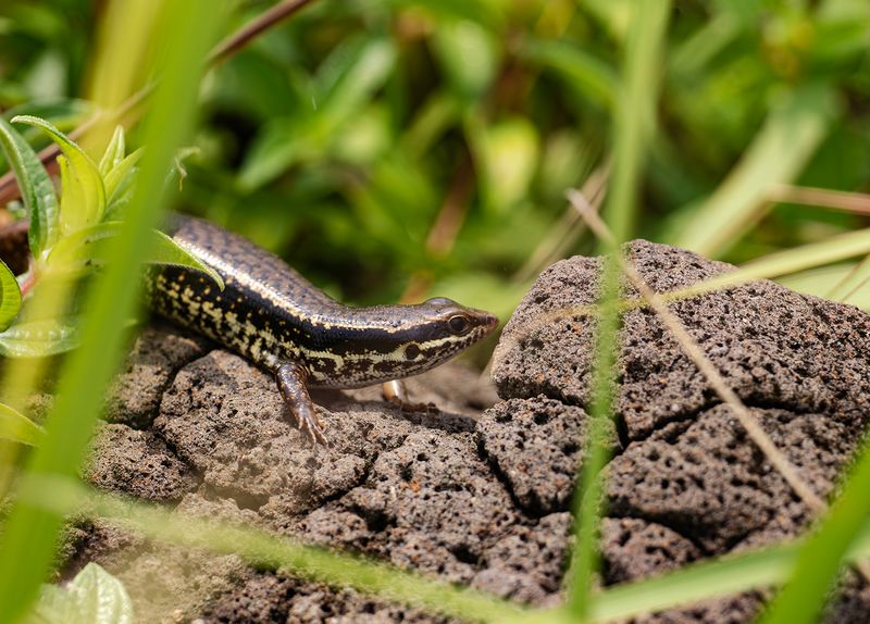 long-tailed Sun Skink.jpg