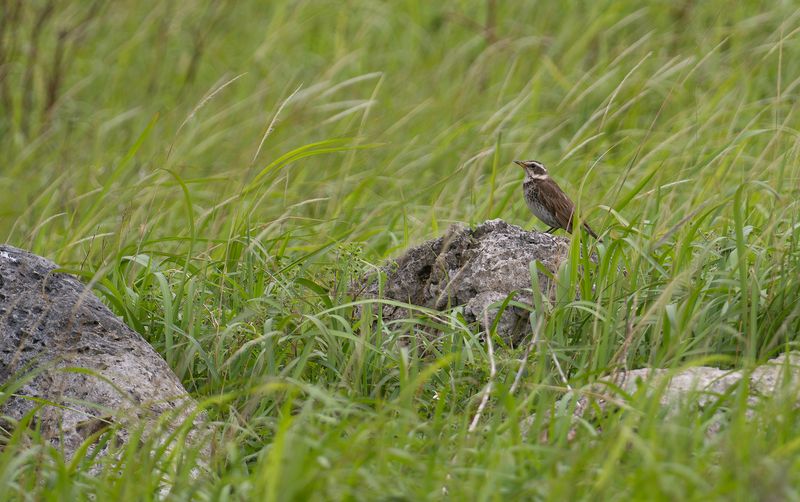 Bruntrast 2 : Dusky Thrush .jpg