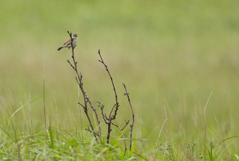 Grssngare - Zitting Cisticola.jpg