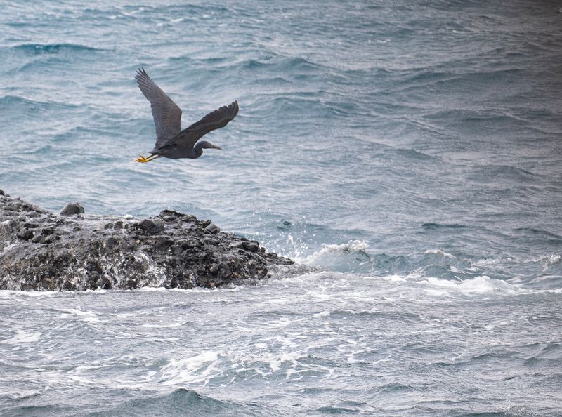 Revhger - Reef Heron.jpg