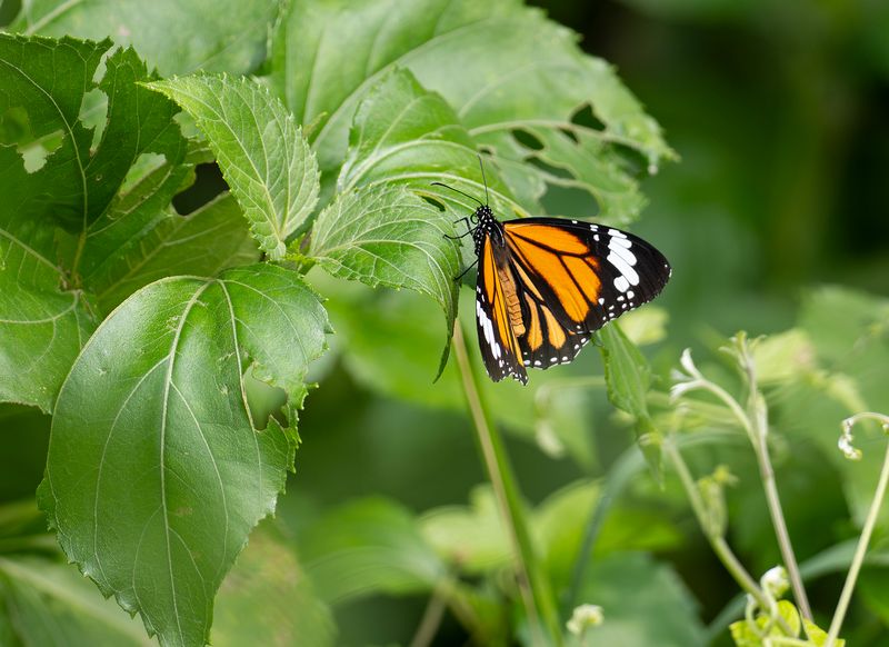 Common Tiger butterfly - Danaus genutia