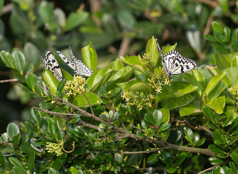 Rice Paper Butterfly - Idea leuconoe.jpg