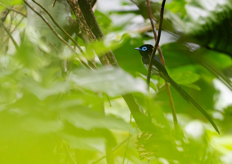 Japansk paradismonark - Black Paradise-Flycatcher - Terpsiphone atrocaudata periophthalmica.jpg