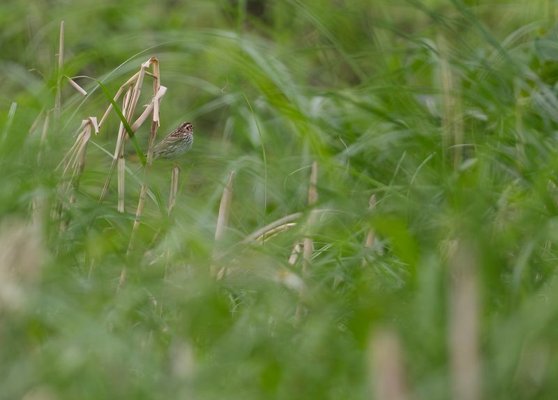 Dvrgparv - Little Bunting.jpg
