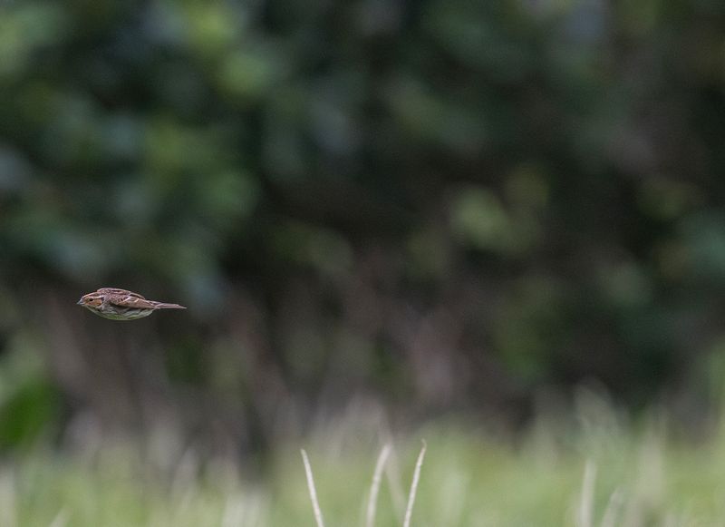 Dvrgparv 2 - Little Bunting.jpg