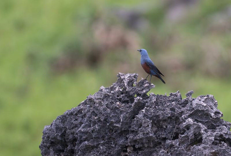 Bltrast -2 Blue Rock-Thrush -philippensis.jpg