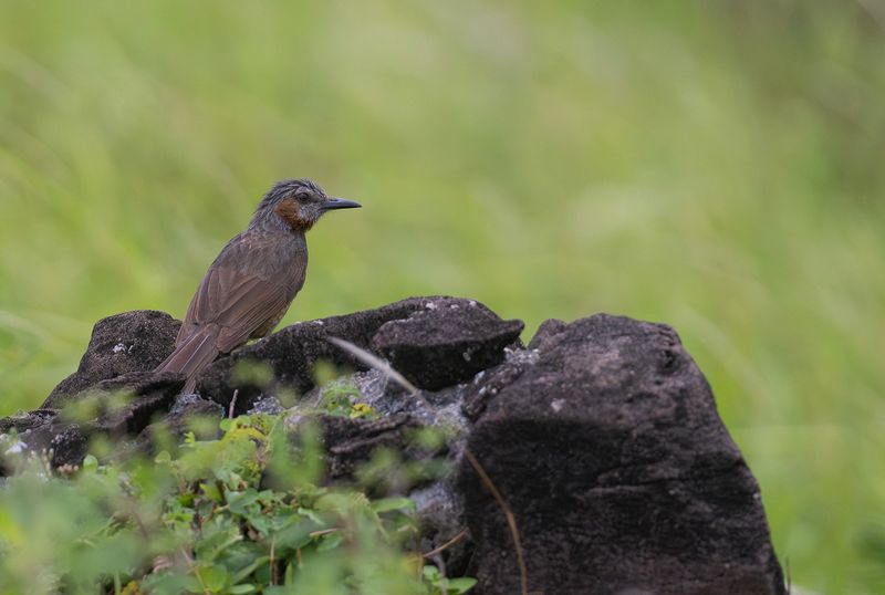 Japansk bulbyl - Brown-eared bulbul.jpg