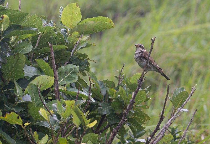 Bruntrast 3: Dusky Thrush .jpg